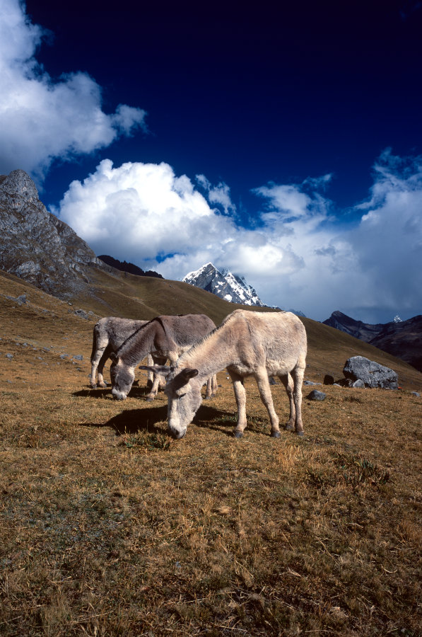 Au-delà de l'équipe de 6 personnes qui nous encadrent, le guide, l'assistant guide, le cuisinier et les 3 muletiers, les ânes, une quinzaine, seront nos compagnons infatigables qui transporteront notre matériel. Tous nos accompagnateurs ont participé à la réussite de notre trek par leur gentillesse et leur professionnalisme.<br />Prise de vue : 14/07/08, 15h40