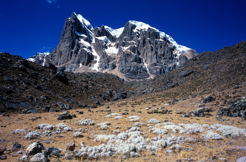 Juste avant notre campement du jour à Guanapactay, un champ de cactus avec de la laine végétale s'étend au pied du Cuyoc (5550 m).<br />Prise de vue : 20/07/08, 12h50