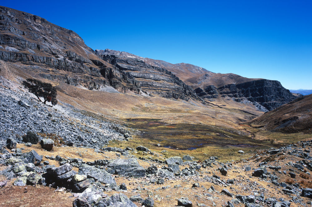 Juste avant notre pause de midi et le dernier effort intense de notre trek pour passer le col de Yaucha Punta (4847 m), un arbre s'accroche à la pente près de la Quesada Angocancha.<br />Prise de vue : 24/07/08, 12h05