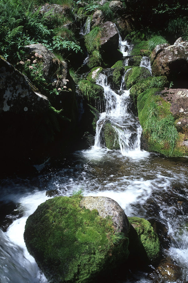 Jonction des eaux du ruisseua d'Auruzan et ruisseau de Brouquenat.<br />Prise de vue : 16/07/09, 12h17
